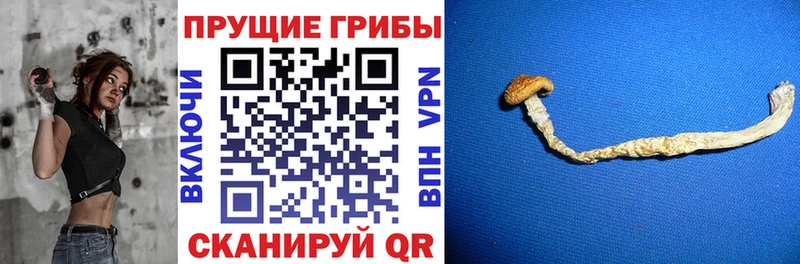 где купить наркоту  Саров  ОМГ ОМГ вход  Псилоцибиновые грибы MAGIC MUSHROOMS 